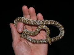 Arizona elegans