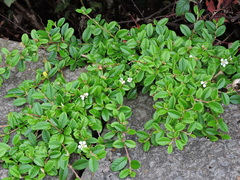 Cotoneaster dammeri