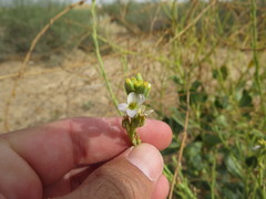 Physorhynchus chamaerapistrum