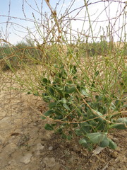 Physorhynchus chamaerapistrum