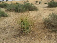 Physorhynchus chamaerapistrum