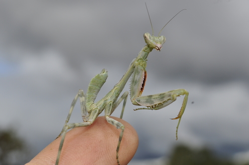 Cardioptera viridipennis · iNaturalist