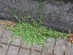 Medicago lupulina