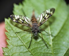 Furia ithacensis