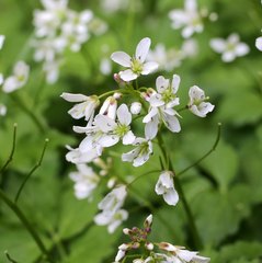 Cardamine appendiculata