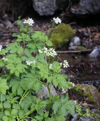 Cardamine appendiculata
