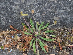 Plantago coronopus