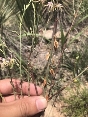 Oenothera cinerea cinerea