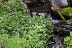 Cardamine appendiculata