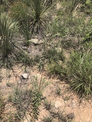 Oenothera cinerea cinerea