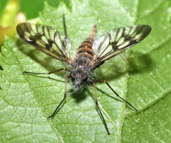 Furia ithacensis