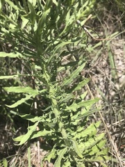 Oenothera cinerea cinerea