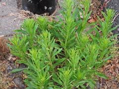 Angiospermae