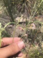 Oenothera cinerea cinerea