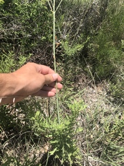 Oenothera cinerea cinerea