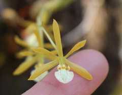 Prosthechea squalida