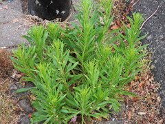 Angiospermae
