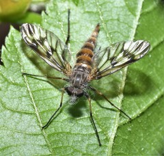 Furia ithacensis