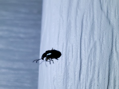Lysathia ludoviciana