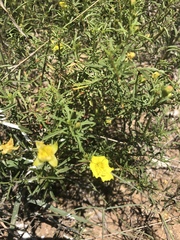 Oenothera serrulata