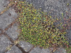 Trifolium dubium