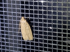 Autosticha kyotensis