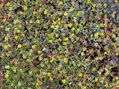 Trifolium dubium