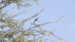 Poicephalus rufiventris