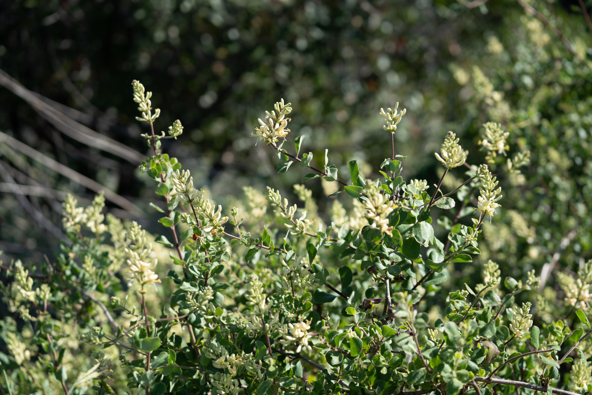 Southern Honeysuckle (Lonicera subspicata)  iNaturalist