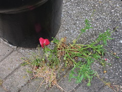 Papaver rhoeas