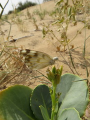 Pontia glauconome