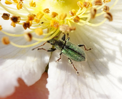 Phyllobius betulinus