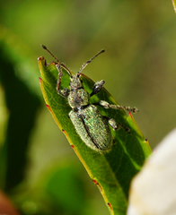 Phyllobius betulinus