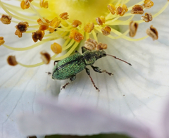 Phyllobius betulinus