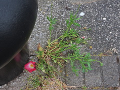 Papaver rhoeas
