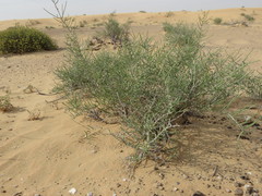 Haloxylon salicornicum