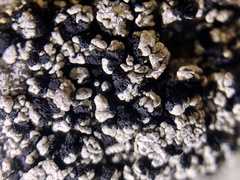 Lecidella carpathica