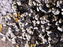 Lecidella carpathica