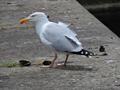 Larus argentatus