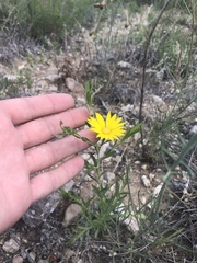 Xanthisma texanum drummondii