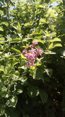 Apocynum venetum