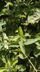 Apocynum venetum
