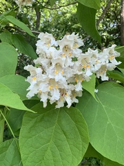 Catalpa speciosa