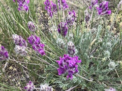 Oxytropis lambertii