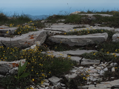 Gentiana lutea