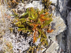 Anisotome flexuosa