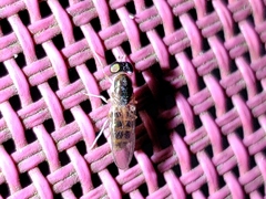 Cephalochrysa similis