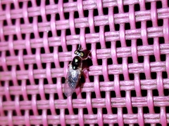 Cephalochrysa similis