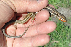 Plestiodon skiltonianus skiltonianus