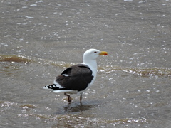 Larus marinus